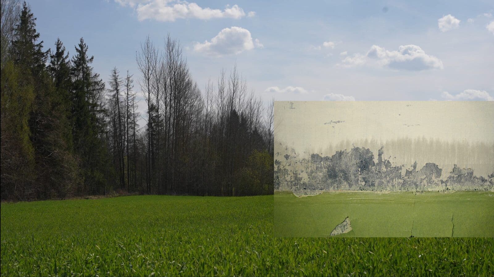 Backgrounds - Image 4